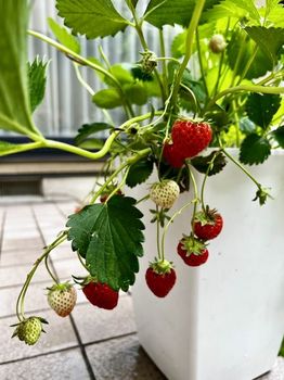 strawberry1-20220514.jpeg