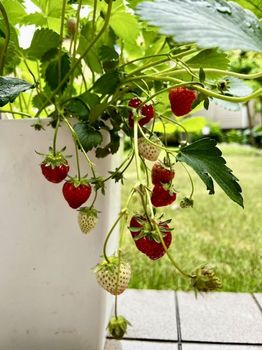 strawberry2-20220514.jpeg