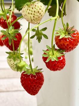 strawberry3-20220514.jpeg