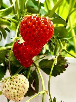 strawberry4-20220514.jpeg