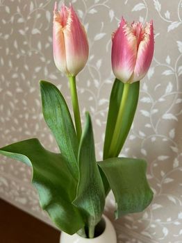 tulip1-20220220.jpg