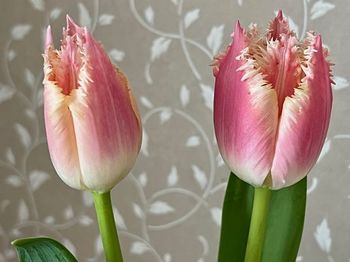 tulip2-20220220.jpg