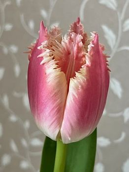 tulip3-20220220.jpg