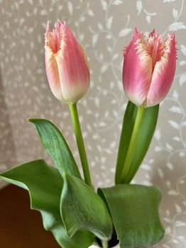 tulip4-20220220.jpg