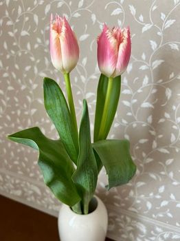 tulip5-20220220.jpg