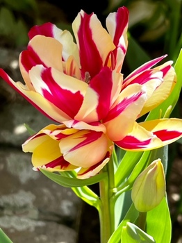 tulipjikka5-20230430.jpeg